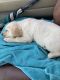 Labrador Retriever Puppies for sale in Greensboro, NC, USA. price: $500