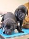 Labrador Retriever Puppies for sale in Vanceburg, KY 41179, USA. price: $350