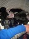 Labrador Retriever Puppies for sale in 1215 Spruce St, Denver, CO 80220, USA. price: $800