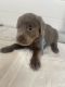 Labrador Retriever Puppies for sale in Springfield, IL, USA. price: $850