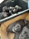 Labrador Retriever Puppies for sale in Carrollton, GA, USA. price: NA
