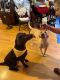 Labrador Retriever Puppies for sale in Biloxi, MS 39531, USA. price: $1,000