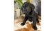 Labrador Retriever Puppies for sale in Florida St, San Francisco, CA, USA. price: NA