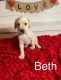 Labrador Retriever Puppies for sale in Ozawkie, KS, USA. price: $700