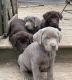 Labrador Retriever Puppies for sale in Little Rock, AR, USA. price: $1,200