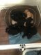 Labrador Retriever Puppies for sale in Watertown, WI, USA. price: $1,200