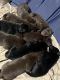 Labrador Retriever Puppies for sale in Geneseo, IL 61254, USA. price: NA