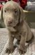 Labrador Retriever Puppies for sale in Port Ludlow, WA, USA. price: NA