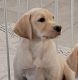 Labrador Retriever Puppies for sale in Castle Rock, CO, USA. price: $950