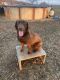 Labrador Retriever Puppies for sale in Sallisaw, OK 74955, USA. price: NA