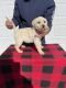 Labrador Retriever Puppies for sale in St Joseph, MO, USA. price: $1,300