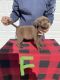 Labrador Retriever Puppies for sale in St Joseph, MO, USA. price: $650