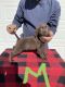 Labrador Retriever Puppies for sale in St Joseph, MO, USA. price: $650