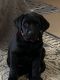 Labrador Retriever Puppies for sale in Ventura, CA, USA. price: $1,000
