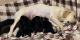 Labrador Retriever Puppies for sale in Tucson, AZ 85750, USA. price: $700