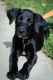 Labrador Retriever Puppies for sale in Annapolis, MD, USA. price: $600