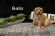 Labrador Retriever Puppies for sale in Rock Valley, IA 51247, USA. price: $650