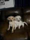 Labrador Retriever Puppies for sale in Chino, CA, USA. price: $850
