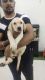 Labrador Retriever Puppies for sale in Kolapakkam, Chennai, Tamil Nadu, India. price: 5500 INR