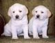 Labrador Retriever Puppies for sale in Glastonbury, CT, USA. price: $1,400
