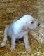 Labrador Retriever Puppies for sale in Willow Hill, IL 62480, USA. price: $800