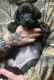 Labrador Retriever Puppies for sale in Strasburg, CO 80136, USA. price: NA