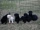Labrador Retriever Puppies for sale in Blountstown, FL 32424, USA. price: $600