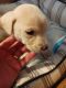 Labrador Retriever Puppies for sale in Long Beach, CA, USA. price: $100