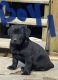 Labrador Retriever Puppies for sale in Pikeville, KY 41501, USA. price: $5,000