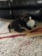 Labrador Retriever Puppies for sale in Vail, AZ 85641, USA. price: NA
