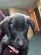 Labrador Retriever Puppies for sale in Davenport, IA, USA. price: $250