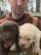 Labrador Retriever Puppies for sale in Jackson, MS, USA. price: $600