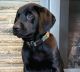 Labrador Retriever Puppies for sale in Tigard, OR 97223, USA. price: NA