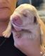 Labrador Retriever Puppies for sale in Pearland, TX, USA. price: NA