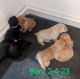 Labrador Retriever Puppies for sale in Naponee, NE 68960, USA. price: NA