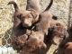 Labrador Retriever Puppies for sale in Blissfield, MI 49228, USA. price: $750
