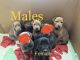 Labrador Retriever Puppies for sale in Saratoga Springs, UT, USA. price: $400