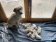 Labrador Retriever Puppies for sale in La Crosse, WI, USA. price: NA