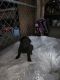 Labrador Retriever Puppies for sale in Paradise, PA, USA. price: NA