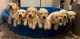 Labrador Retriever Puppies for sale in Holts Summit, MO 65043, USA. price: $350