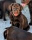 Labrador Retriever Puppies for sale in Winter Haven, FL, USA. price: $800