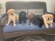 Labrador Retriever Puppies for sale in Boston, MA, USA. price: $800