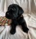 Labrador Retriever Puppies for sale in Marietta, GA, USA. price: NA