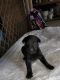 Labrador Retriever Puppies for sale in Paradise, PA, USA. price: $1,000