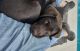 Labrador Retriever Puppies for sale in FL-326, Ocala, FL, USA. price: $500