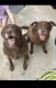 Labrador Retriever Puppies for sale in Athens, GA, USA. price: $60