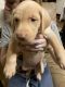 Labrador Retriever Puppies for sale in Houston, DE, USA. price: $400