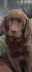 Labrador Retriever Puppies for sale in Johnstown, CO, USA. price: NA