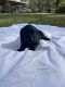 Labrador Retriever Puppies for sale in 7350 State Hwy 334A, Trenton, FL 32693, USA. price: $1,000