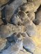 Labrador Retriever Puppies for sale in Wagoner, OK 74467, USA. price: $1,000